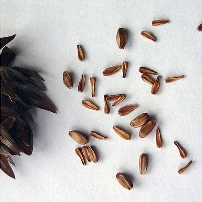 Aster – Powder-Puff-Mix-F1