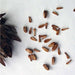 Aster – Powder-Puff-Mix-F1