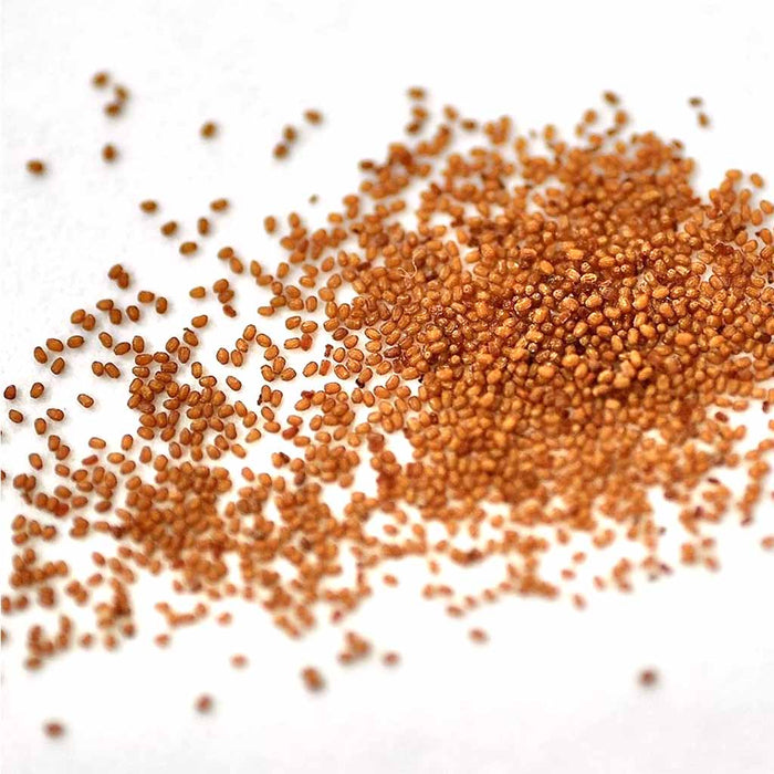 Begonia – semperflorens-Night-Life-Series-(BL)-F1