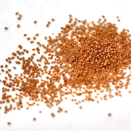 Begonia – semperflorens-Super-Olympia-Series-(GL)-F1