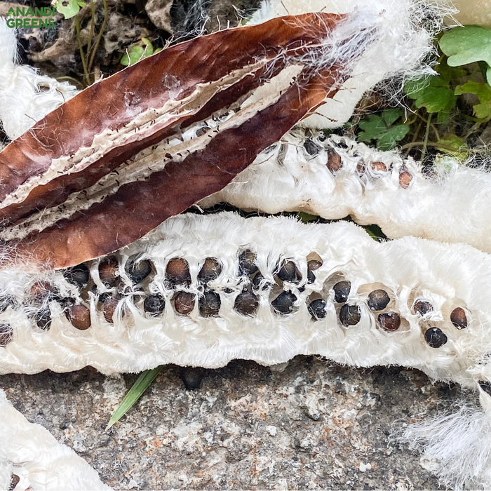 Bombax Ceiba (Silk Cotton Tree Seeds)