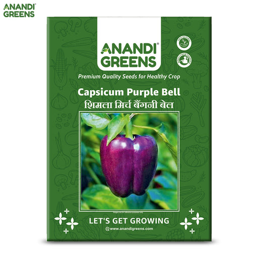 Capsicum-Purple-Bell-Seeds
