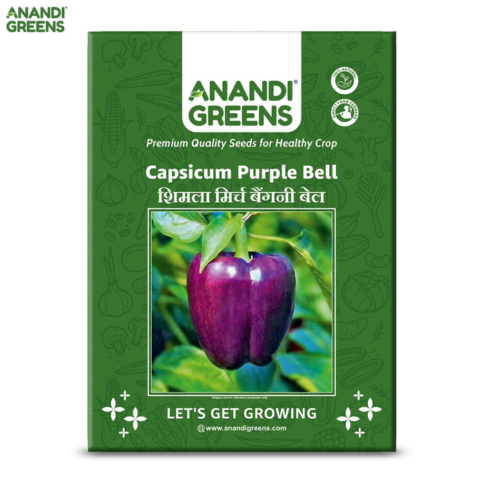 Capsicum-Purple-Bell-Seeds
