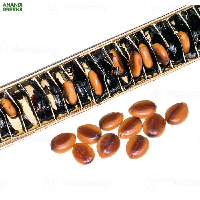 Cassia Fistula (Golden Shower Tree Seeds)