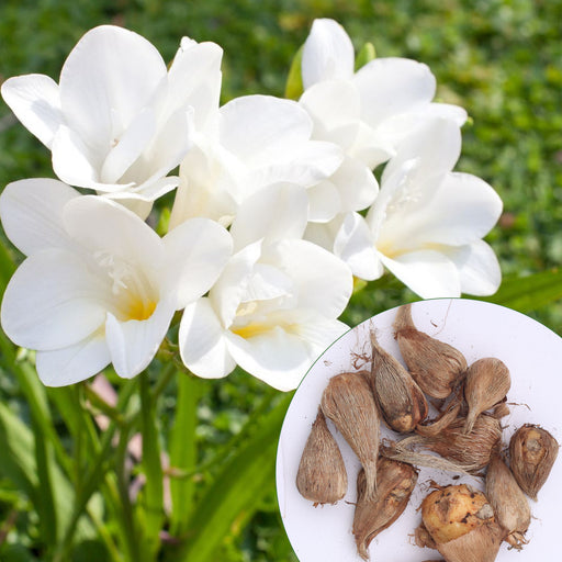 Freesia-6-Color-Flower-Bulbs