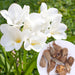 Freesia-6-Color-Flower-Bulbs
