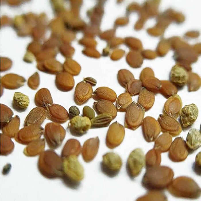 Iberis – (Candytuft) Snow Flurries F1