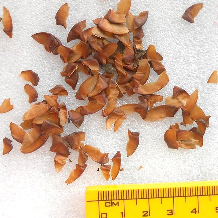 Lagerstroemia Speciosa (Pride of India | Queen's Crape Myrtle Seeds)