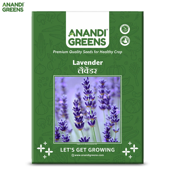 lavender seeds india Lavender Seeds | लैवेंडर के बीज 50 Seeds