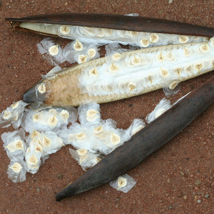 Spathodea Campanulata (African Tulip Tree Seeds)