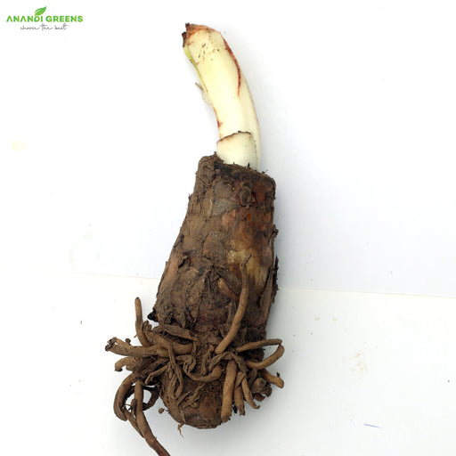 Spider-Lily-Bulbs-(स्पाइडर लिली बल्ब्स)