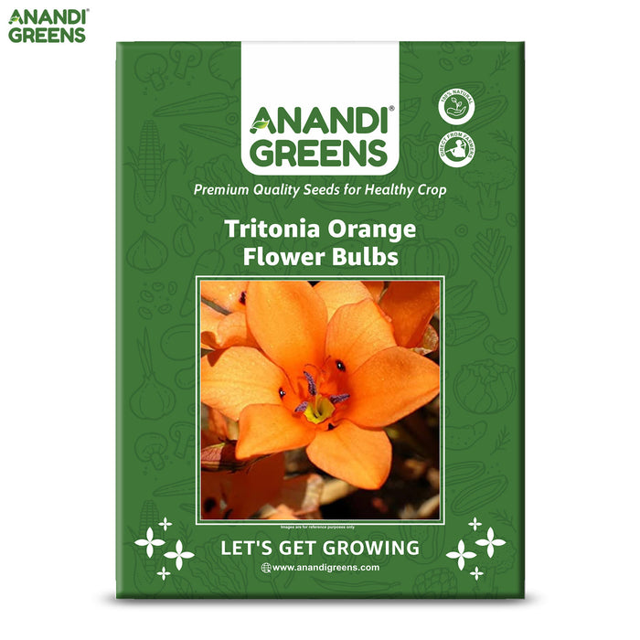 Tritonia-Orange-Flower-Bulbs