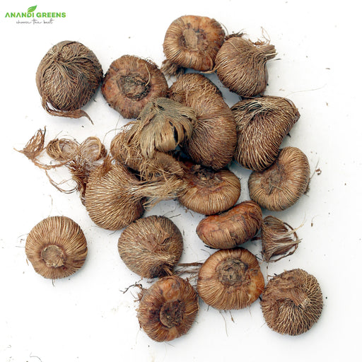 Tritonia-Red-Flower-Bulbs-(ट्राइटोनिया रेड बल्ब्स)