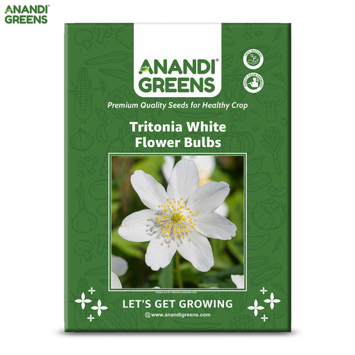 Tritonia-White-Flower-Bulbs-Pouch