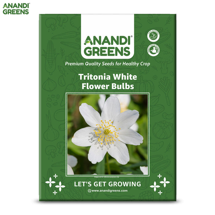Tritonia-White-Flower-Bulbs-Pouch