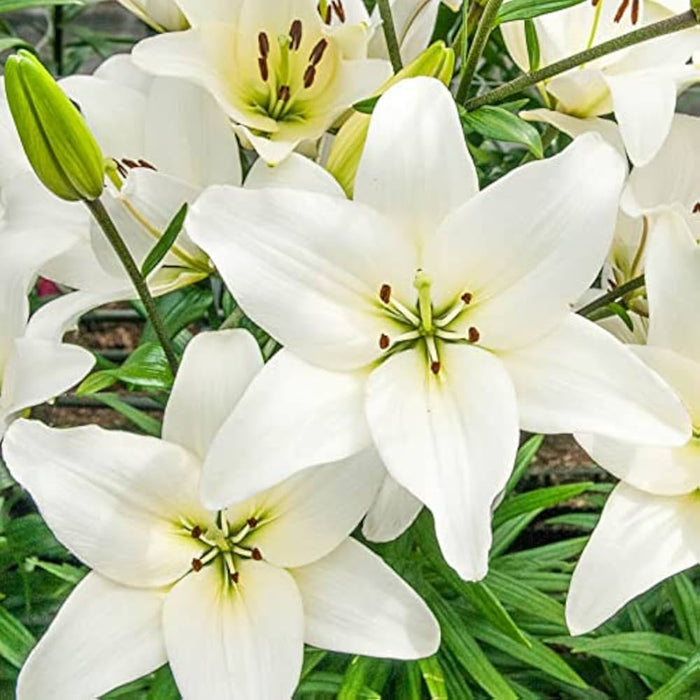 Asiatic Lily Bulbs (एशियाटिक लिली बल्ब्स)