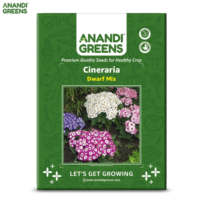 Cineraria-(Dwarf Mix) – Premium-Open-Pollinated-Seeds