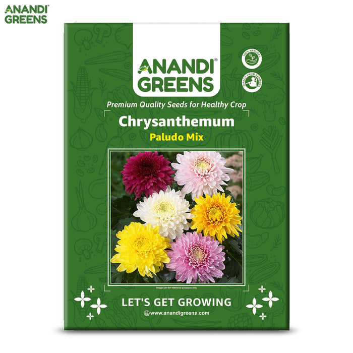 Chrysanthemum-(Paludo Mix) -Premium-Open-Pollinated-Seeds