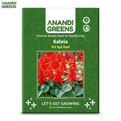 Salvia-(KS Spl Red)