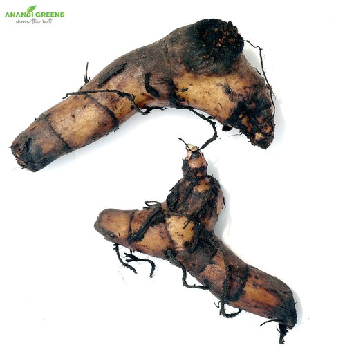 Canna-Lily-Bulbs-(कैनना लिली बल्ब्स)
