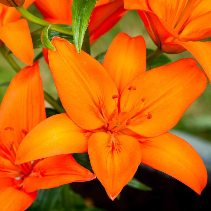 Asiatic Lily Bulbs (एशियाटिक लिली बल्ब्स)