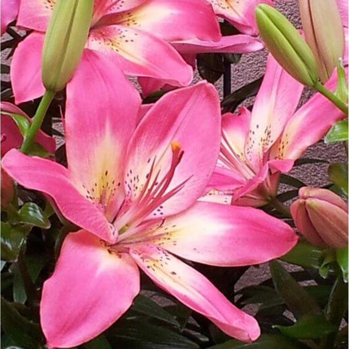 Asiatic Lily Bulbs (एशियाटिक लिली बल्ब्स)