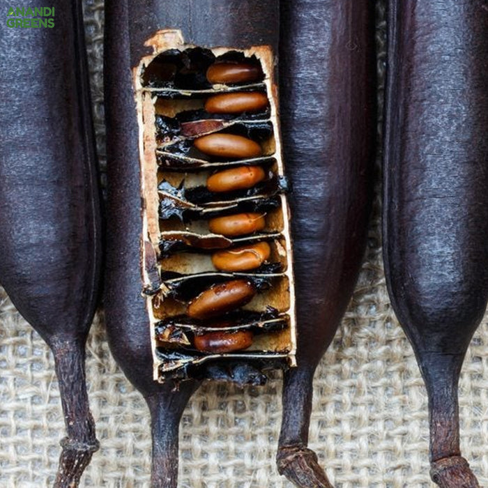 Cassia Javanica (Apple Blossom Tree Seeds)