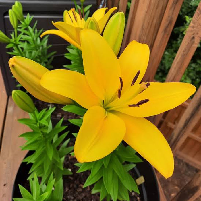Asiatic Lily Bulbs (एशियाटिक लिली बल्ब्स)