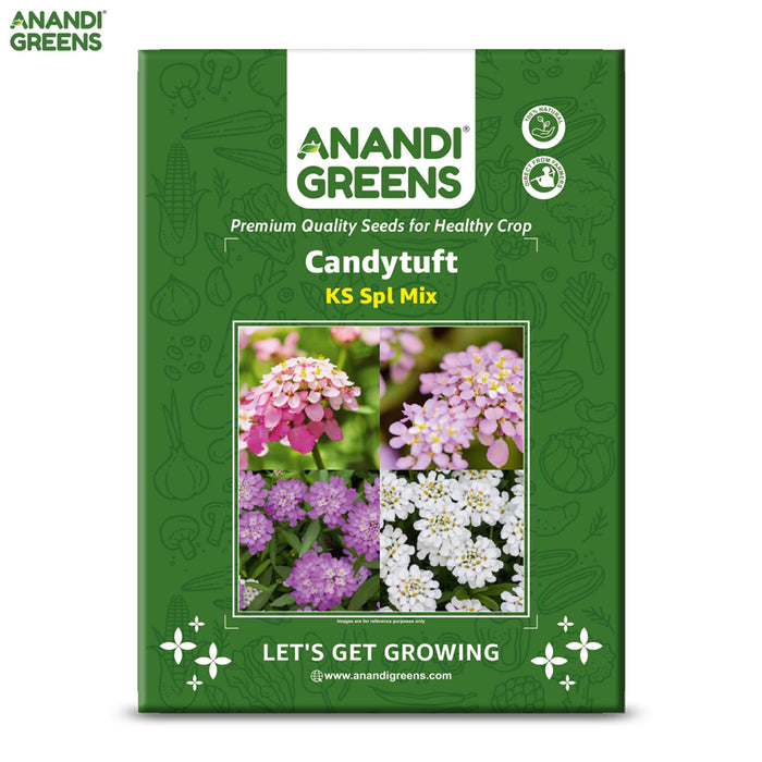 Candytuft-(KS Spl Mix)