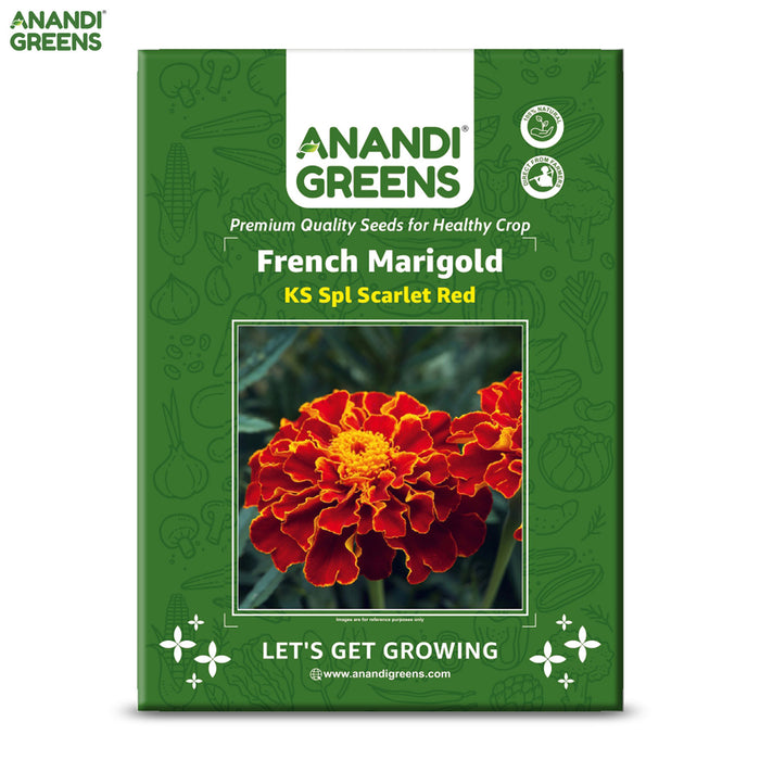 French-Marigold-KS-Spl-Scarlet-Red-Seeds