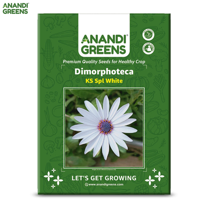 Dimorphotheca-(KS Spl White) – Premium-Open-Pollinated-Seeds