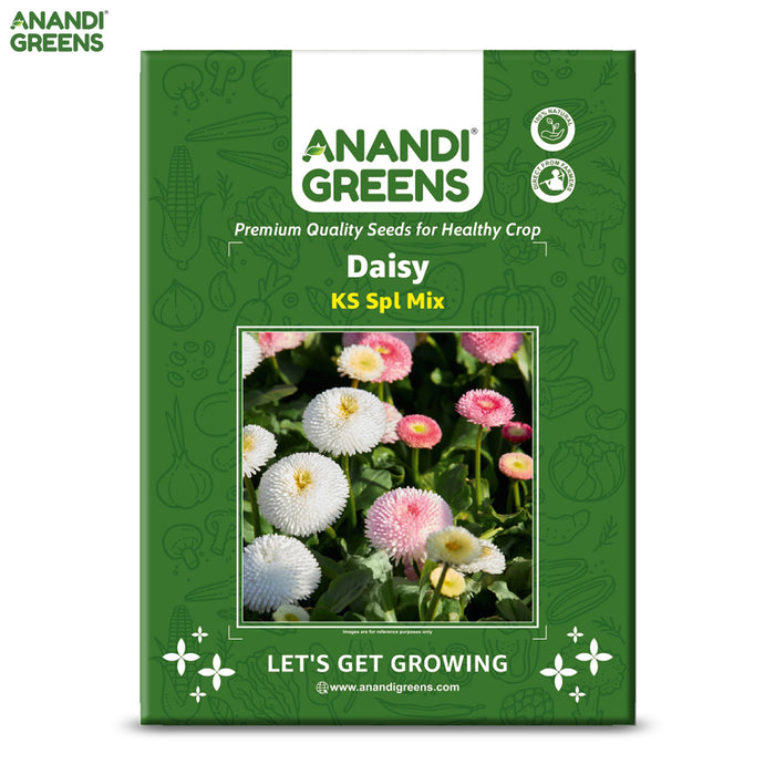 Daisy-(KS Spl Mix) –Premium-Open-Pollinated-Seeds
