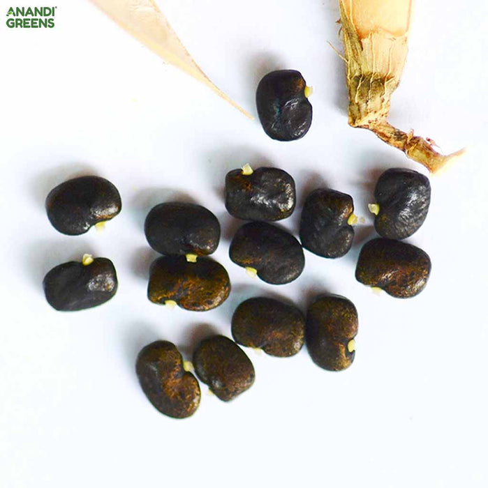 Aprajita Mix Seedling in Pot or Grow Bag