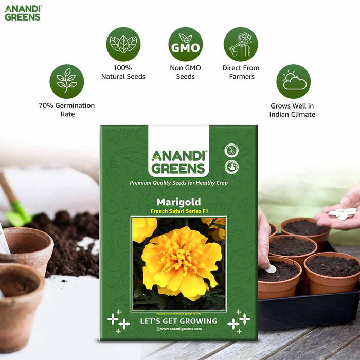 Marigold – French Safari Series F1