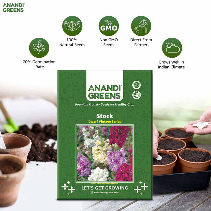 Stock – Dwarf-Vintage-Series-F1