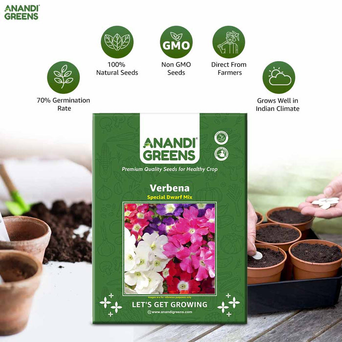 Verbena – Special-Dwarf-Mix-F1