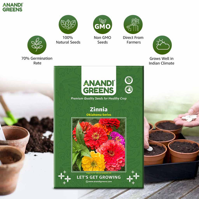 Zinnia – Oklahoma-Series-F1