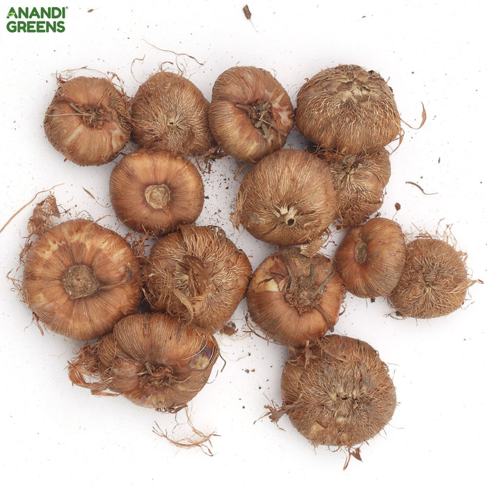 Axia-Hybrid-Flower-Bulbs