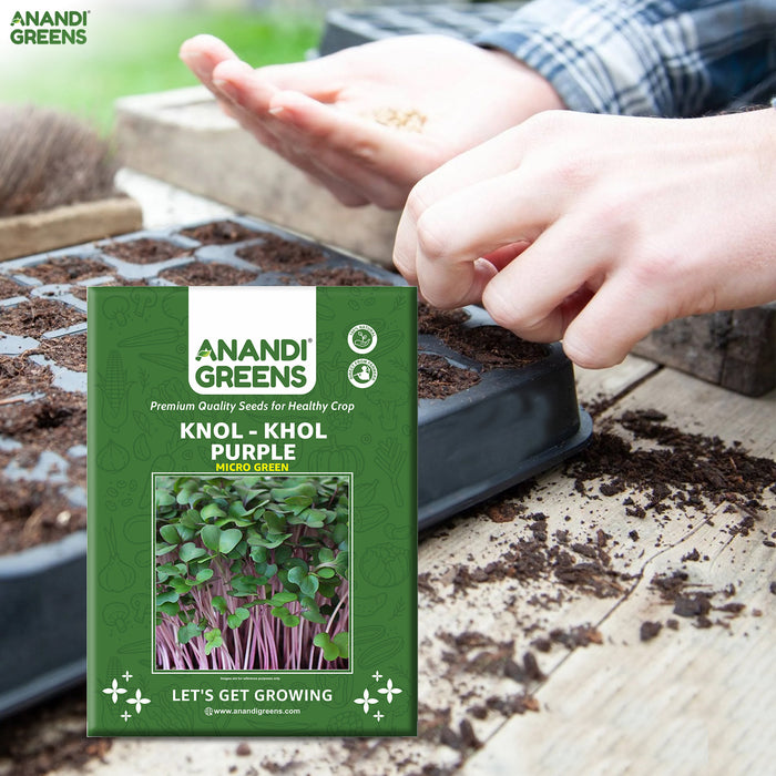 KNOL-KHOL-PURPLE-(MICROGREEN)