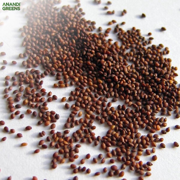 Oregano (अजवायन) Seeds