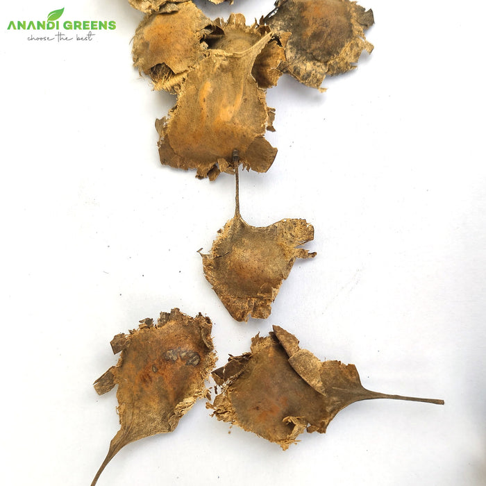 White-Sandalwood-Seeds-(सफेद चंदन के बीज) - Safed-Chandan-Seeds-For-Plantation