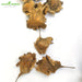 White-Sandalwood-Seeds-(सफेद चंदन के बीज) - Safed-Chandan-Seeds-For-Plantation