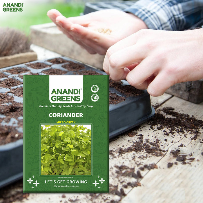 Coriander-Microgreen-Seeds