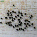 Antirrhinum-(Semi Tall Mix)