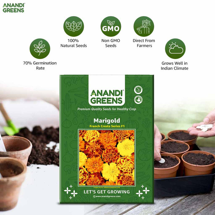 French-Marigold-Cresta-F1