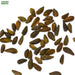 Dimorphotheca-(KS Spl White) – Premium-Open-Pollinated-Seeds