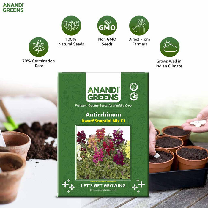 Antirrhinum – Dwarf Snaptini Mix F1