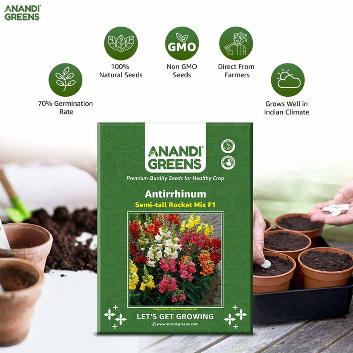 Antirrhinum – Semi-Tall Rocket Mix F1
