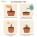Asiatic-Lily-Bulbs
