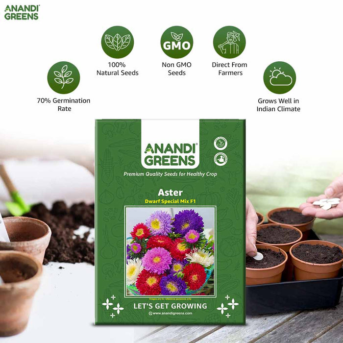 Aster – Dwarf-Special-Mix-F1